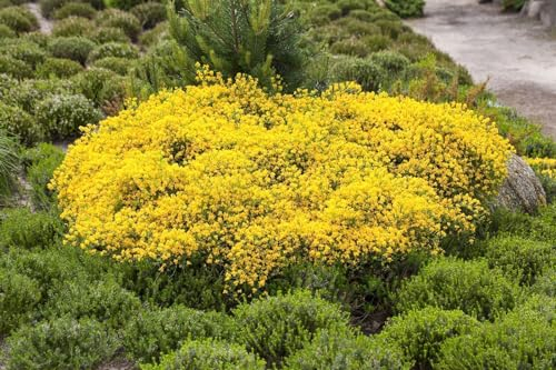 Cytisus beanii 'Osiris' 20–30 cm – Winterhart, Mehrjährig, Pflegeleicht – Zwergginster – Bodendecker für Steingarten & Kübel
