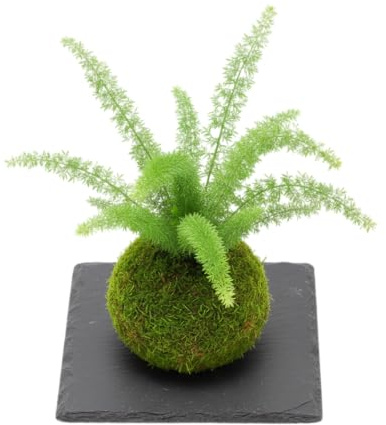 DECOALIVE Kokedama Artesanal Espárrago Helecho Planta Viva de Interior