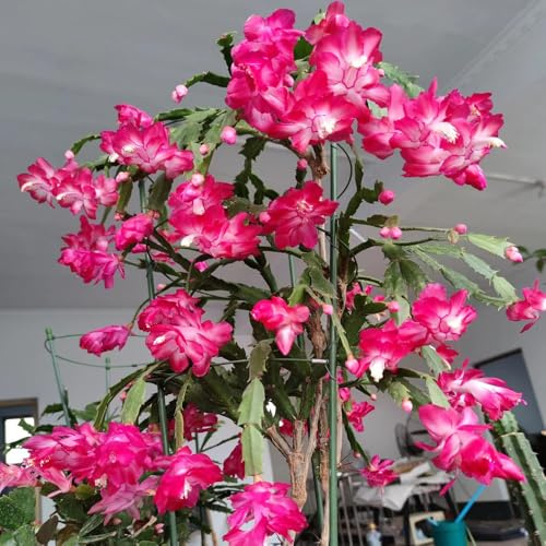 Cactus di Natale - mini grasse da appartamento in rialzata Arredamento per il soggiorno in zone soleggiate vaso da ufficio insoliti decorazioni floreali 500semi