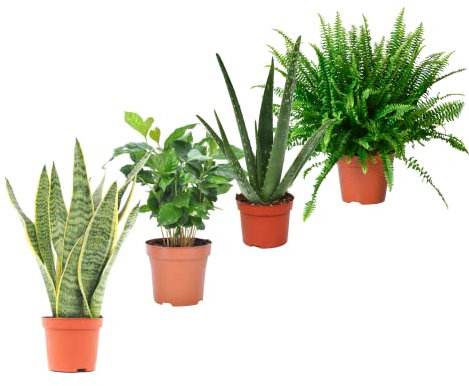 Set Plantas Interior Naturales: Planta Serpiente (Sansevieria) + Planta del Café (Coffea Arabica) Aloe Vera (Aloe Barbadensis) + Helecho (Nephrolepis Exaltata)