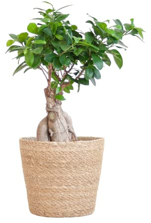 BloomPost Bonsai Ficus Ginseng + Panier - Plante d'intérieur 25-35 cm - Peu d'entretien - Plante d'intérieur - Facile à cultiver - Plantes de bureau - Parfaites pour un air pur - Pot inclus
