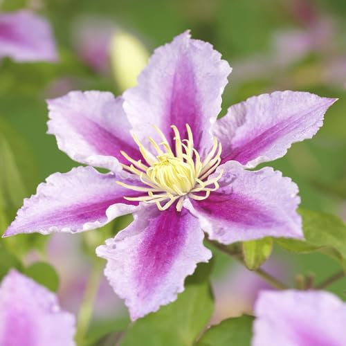 GreenboutiQ - Kletterpflanze - Clematis Piilu - Blüte Rosa - Wenig Pflege - 2 Pflanzen - Topf 11cm Höhe 40cm