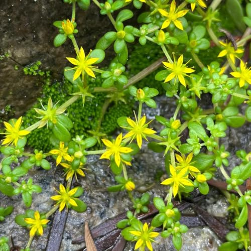 semillas resistentes de sedum resistentes, orgánicas de sedum mezcla de Decoración de jardín para exterior, balcón, 100pcs