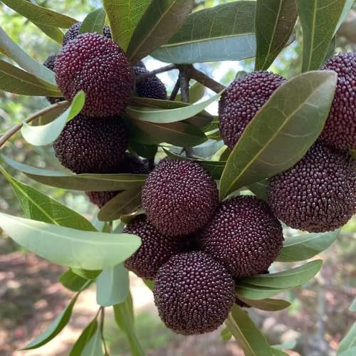 Erdbeerbaum hochbeete für garten bonsai bäumchen kaufen gartenpflanze arbutus zwergobstbäume zimmerpflanzen indoor garden winterharte kübelpflanzen pflanztöpfe obstbäume kaufen 5samen