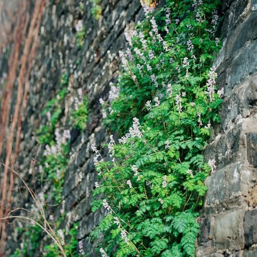 Delphinium - Decorazioni giardino per esterni semi di delphinium di selvatici esotici decorativo Decorazioni autunnali 100semi