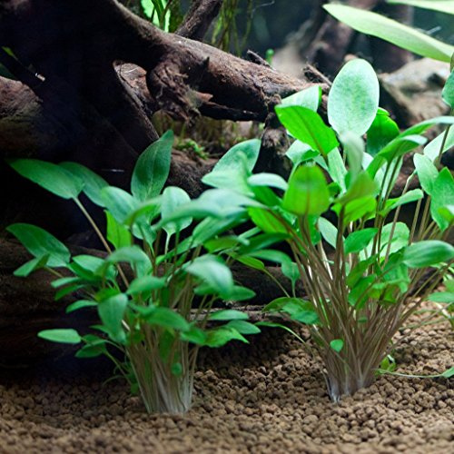 AquaPlants Grüner Wasserkelch/Cryptocoryne wendtii Green - 1 Bund