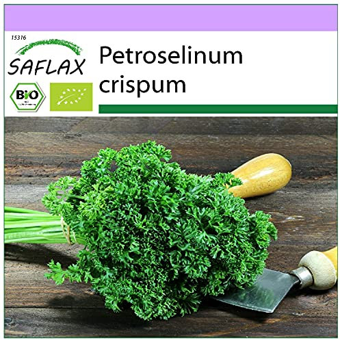 SAFLAX - Organic - Moss Curled Parsley - 800 Seeds - Petroselinum crispum