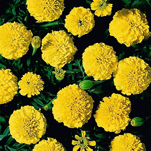 Marigold 'Boy O' Boy Yellow' Seeds Half-Hardy Annual Flower Garden Plants Easy to Grow Your Own Marigold 'Boy O' Boy Yellow' 1 Packet of 115 Seeds by Thompson and Morgan
