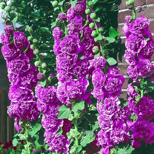 100+ Double Purple Mixed Hollyhock Seeds - Violet Hollyhock Flower Seeds for Planting Perennial Outdoor Home Garden Flower