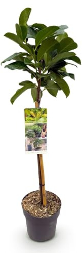 GreenboutiQ - Gartenpflanze - Prunus lauroverasus Etna® - Stamm-Pflanze - Terrassenpflanze - Immergrün - Wenig Pflege - Topf 19cm Höhe 90cm