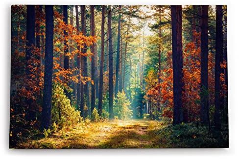Paul Sinus Wandbild 120x80cm Wald Waldweg Bäume Sonnenstrahl Natur Herbst