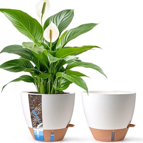 T4U Blumentopf mit Bewässerungssystem 30 cm 2er Set, für Innen, Weiß | für Ficus/Strelitzie/Palmen, Innen & Außen,Anfänger & Gartenliebhaber