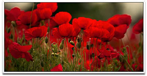 rote Blumen ca. 130x70cm Wandbild inklusive Schattenfugenrahmen weiss - Panorama Leinwand Bild XXL Format Wandbilder Wohnzimmer Wohnung Deko Kunstdrucke