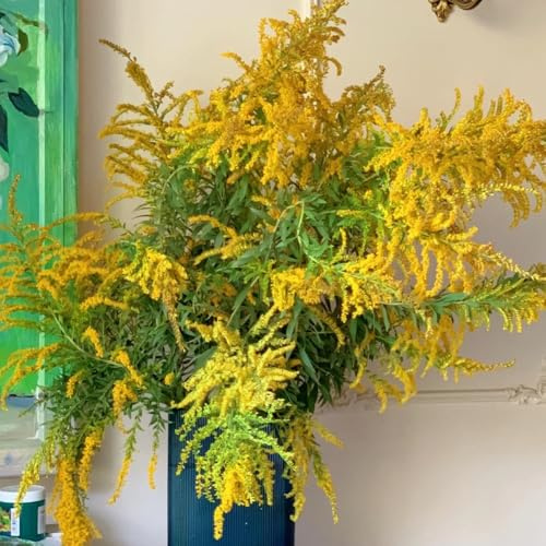 semi di verga d'oro comune selvatici da balcone Solidago virgaurea interno, autunnali resistenti, semi 500pcs