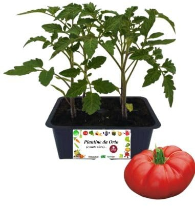 P. Piantine da Orto | Pomodoro Costoluto, Kit 4 Piantine, Pianta Pronta per il Trapianto, Pianta Vera da Orto, da Balcone e da Esterno, Vivaio Italiano