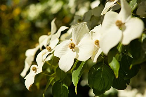 Cornus kousa chinensis 100-125 cm - Chinesischer Blumen-Hartriegel, weiße Blüten, Blütezeit Mai-Juni, ideal für Einzelstellung, pflegeleicht und winterhart