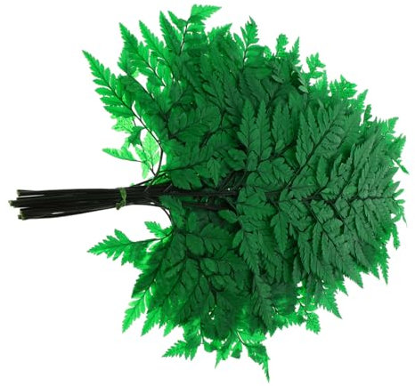 Abaodam Getrockneter Farnstrauß Aus 10 Blättern Natürliche Pflanzendekoration Aus Haltbarem Material Grüne Zimmerpflanzen Deko Für Vasen Büro Und Wohnräume