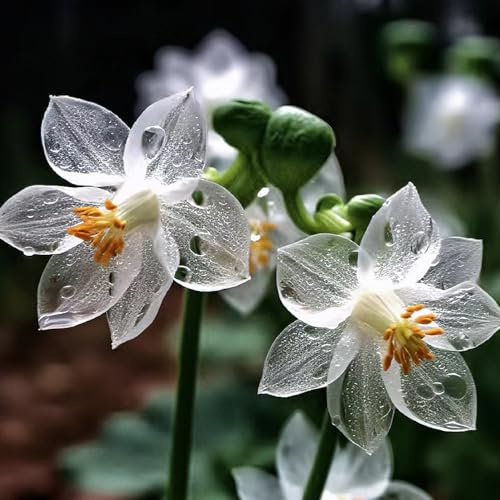 Skelettblume - Diphylleia Grayi blumensamen kaufen pflanzensamen exotisch kräutersamen gartenkräuter kräuterpflanzen blumendeko dekopflanzen balkonpflanzen frühling schattenpflanzen 100samen