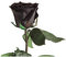 Infinity Rose Schwarz - echte ewige Rose mit Stiel 45-50cm lang haltbar 3 Jahre - Blumen Schwarze Deko Geschenke für Frauen zum Geburtstag - Beste Freundin Geschenke (Schwarz)
