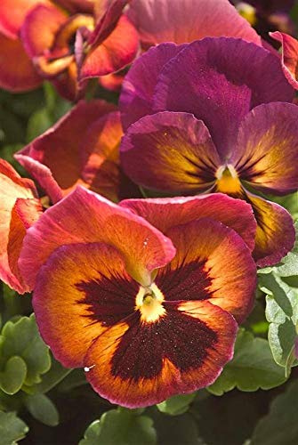 50 Semi di Viola del pensiero Dynamite Vino Flash