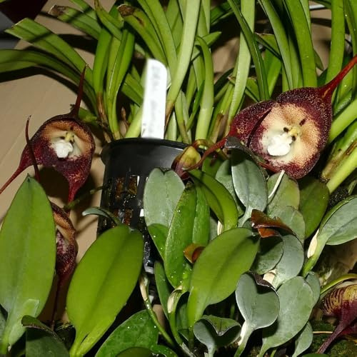 orchidea scimmia - Decorazioni giardino per esterni Arredamento del soggiorno con rialzata primaverili, resistenti in vaso ufficio 300semi