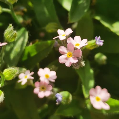 vergissmeinnicht herbstblumen winterhart, wildkräuter vergiss mein nicht bio winterharte garten zimmerbonsai 100samen