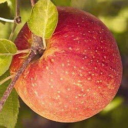 20 Semi Fuji Rosso Melo Malus Domestica Albero da Frutto Seeds ONLY