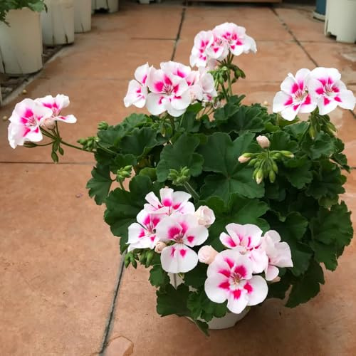 semi di geranio - rampicanti resistenti vecchie varietà giardino perenni 220pcs