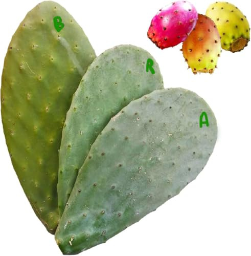 3 Pale fico d'india taglio per talea gialla bianca rossa Opuntia ficus indica