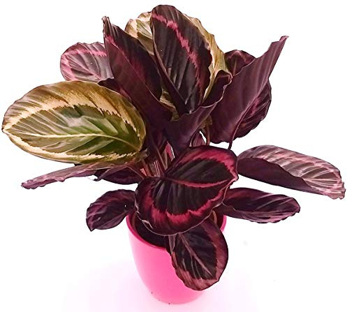POWERS TO FLOWERS - CALATHEA DOTTIE IN VASO CERAMICA FUCSIA, pianta vera