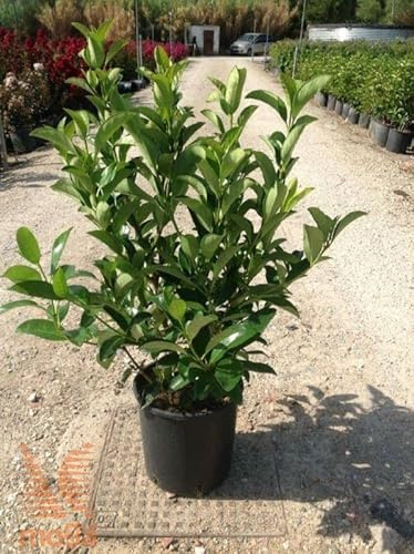 Viburno lucido “Viburnum lucidum”, Pianta da siepe sempreverde in vaso ø8 cm Vivaio di Castelletto