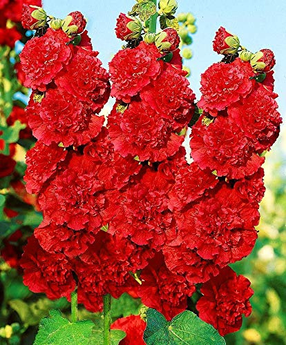 Double Red Hollyhock Red Terry Malva Seeds 20 Seeds for Planting Non-GMO