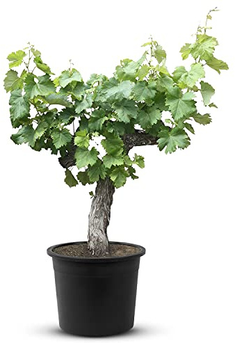 Tropictrees - Weinrebe, vitis vinifera, alte knorrige Weinrebe, 140 cm, Stammumfang 25/35 cm