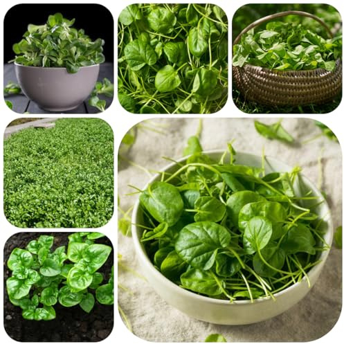 semi di crescione biologico resistente cucina orto, orto crescione, giardino di sul balcone, 300pcs