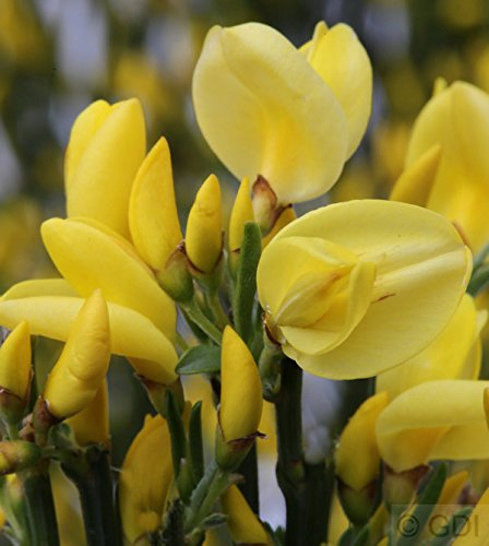 Elfenbein Ginster Allgold 40-60cm - Cytisus praecox