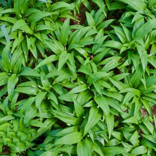 semillas de ajo silvestre perenne - cobertura del suelo para jardín interior con resistentes orgánicas 350pcs
