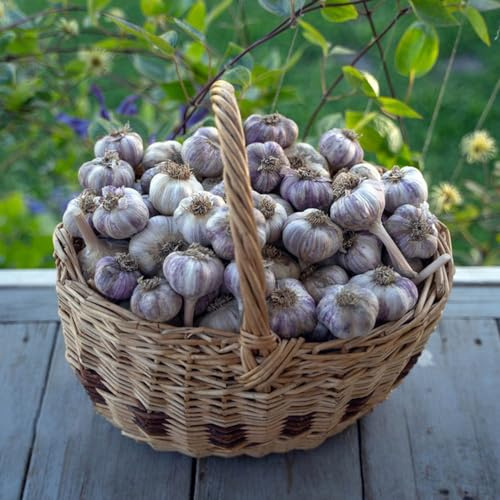 semi di aglio Letti elevati per giardino aglio invernale giardino balcone interni inverno semi varietà tradizionali 150pcs