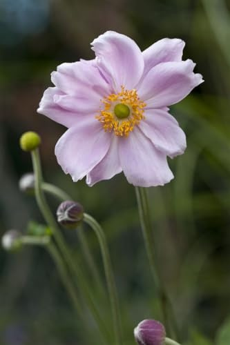 Anemone tomentosa 'Septemberglanz' 9x9 cm Topf – Winterhart, Mehrjährig, Pflegeleicht – Herbst-Anemone – Staude für Beet & Garten