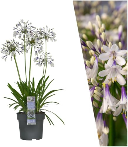 Plants by Frank Agapanthus Praecox Fireworks, Ø 23 cm