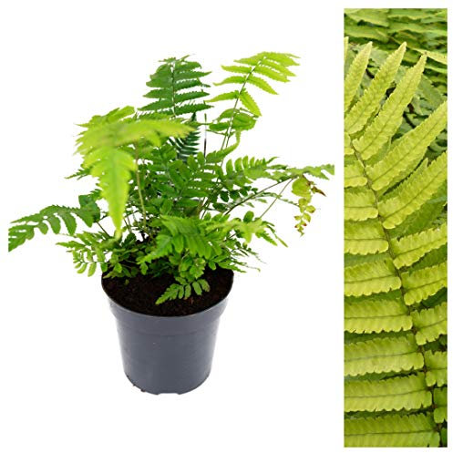 Dryopteris Atrata Fern Plant - Outdoor Bushy Fern Plants - Black Wood Fern Ready to Plant in a 9cm Pot