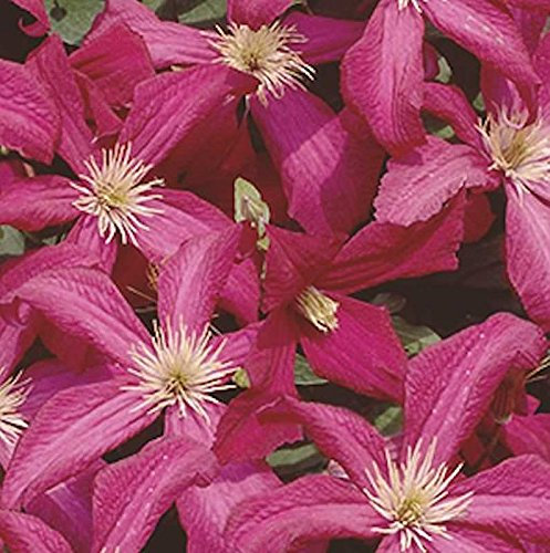 Robuste Waldrebe Madame Julia Correvon 40-60cm - Clematis viticella - lebende Gartenpflanze aus den Baumschulen