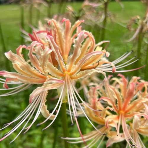 bulbo di lycoris radiata, giglio ragno, resistenti balcone, decorazione del soggiorno 3pcs