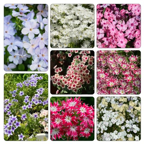 Phlox de alfombra - flox subulata de verano resistentes semillas exóticas decoración semillas decorativa jardín 400pcs