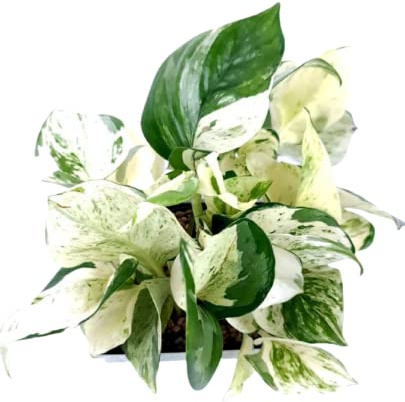 Planta de Interior Pothos Happy Leaf Planta Natural para Decorar el Hogar