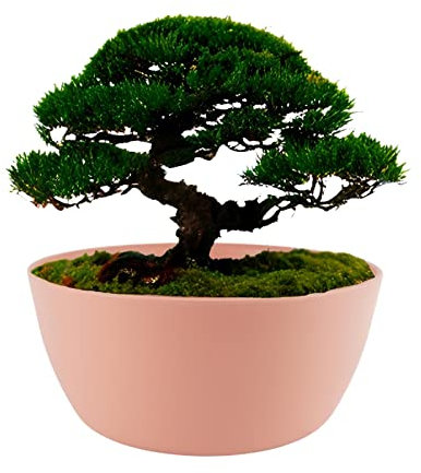 ECOMACETAS FLOWERPOT STORE Maceta de Bonsai Redonda Baja de Plástico, para Suculentas, Captus y Crasas. Color Rosa (1, 25 cm)