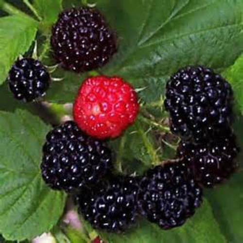 Graines De Framboisier Noir Fruit Sucré Et Délicieux