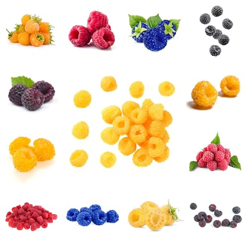 semi di lampone resistenti, semi di lampone, decorazione del soggiorno colonnari balcone resistenti colonnari, luoghi soleggiati 85pcs