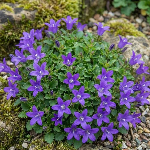 Bedwen Campanula 'Clockwise Compact Deep Blue' Plug Plant x6 – Summer‑Flowering Perennial Bellflower for Rock Gardens, Cottage Borders & Patio Pots