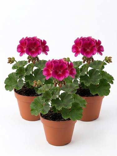 Geranio Zonale Rosso e Fucsia in Vaso | Set 3 Piante Fiorite | Ideale per Balconi, Terrazzi e Giardini | Fioritura Primaverile ed Estiva | Pianta Ornamentale Resistente e Facile da Coltivare