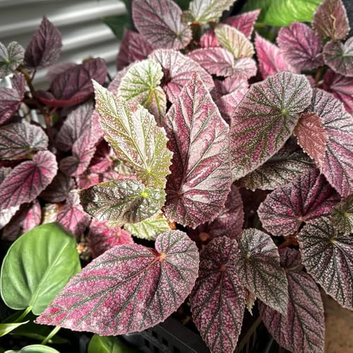 Combo 3 Polka Dot Pink Begonia Angel Wing Plants Live, Begonia Maculata Live Plant, Begonias Live Plants Outdoor, 4 to 8 Inc Tall